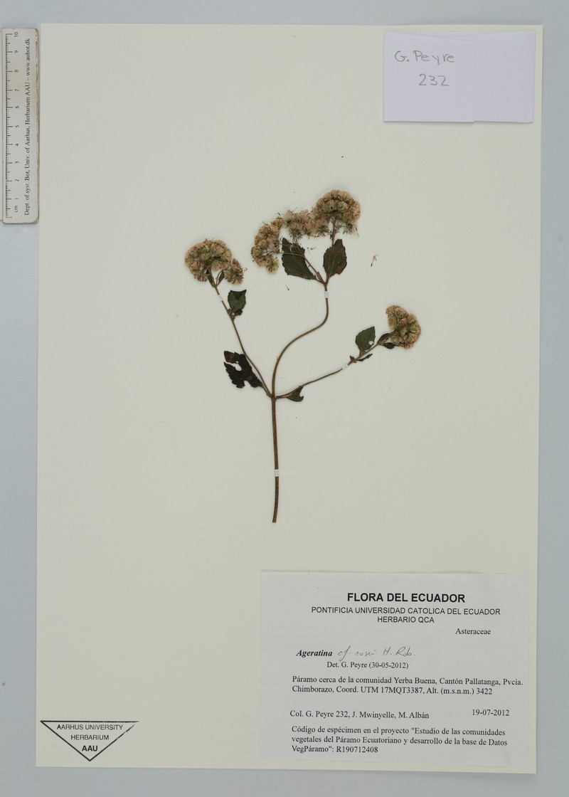 Ageratina rosei photo 2
