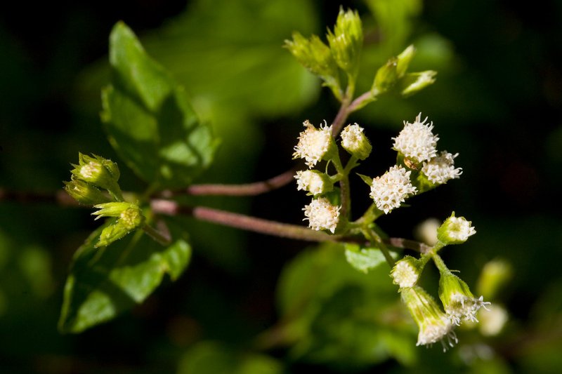 Rothrock's Snakeroot