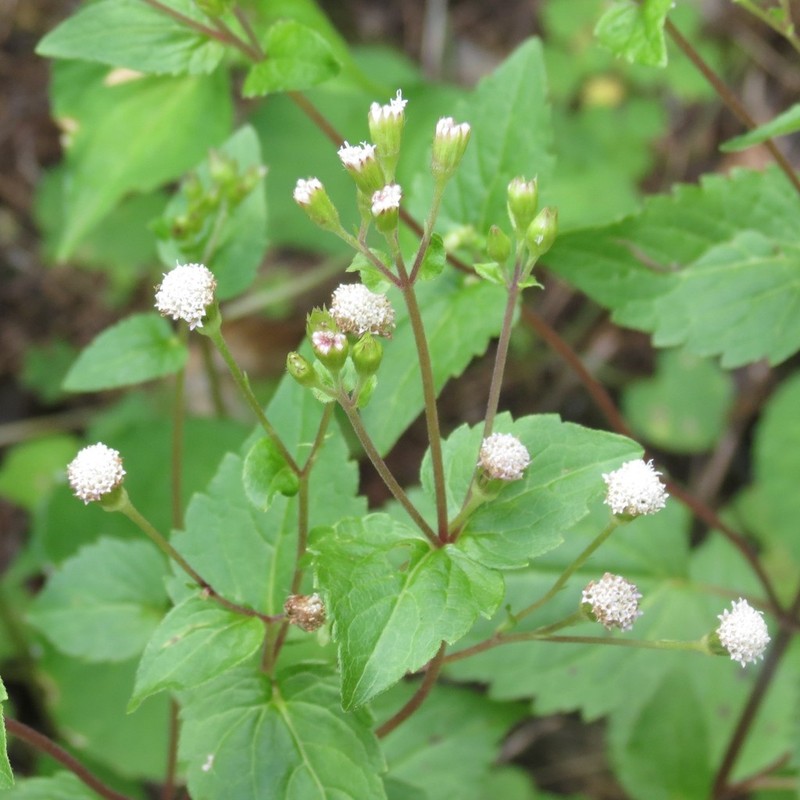 Rothrock's Snakeroot photo 2