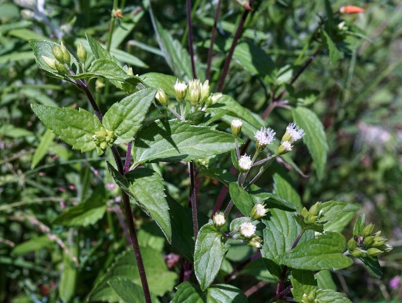 Rothrock's Snakeroot photo 3