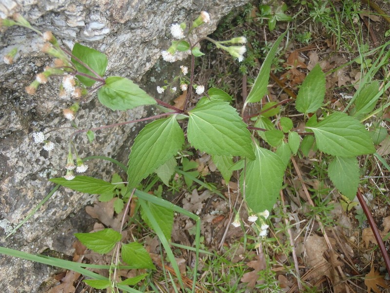 Rothrock's Snakeroot photo 4