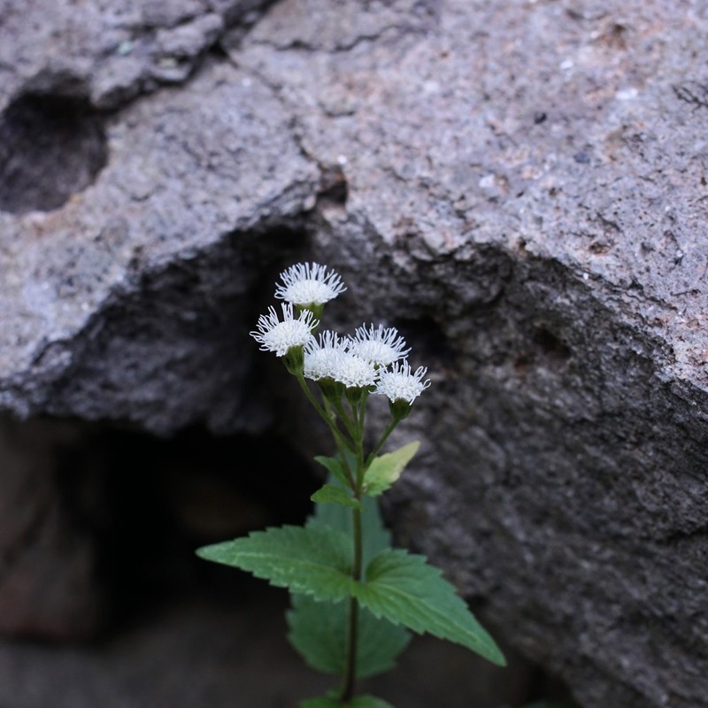 Rothrock's Snakeroot photo 5