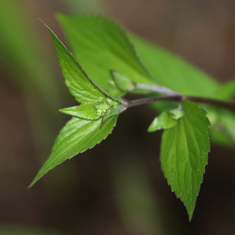 Rothrock's Snakeroot photo 6