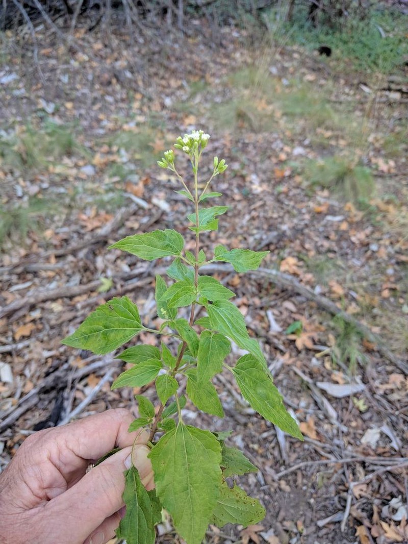 Rothrock's Snakeroot photo 8