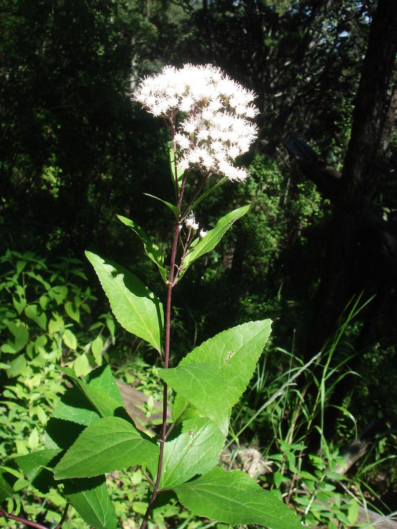 Ageratina rubricaulis photo 2