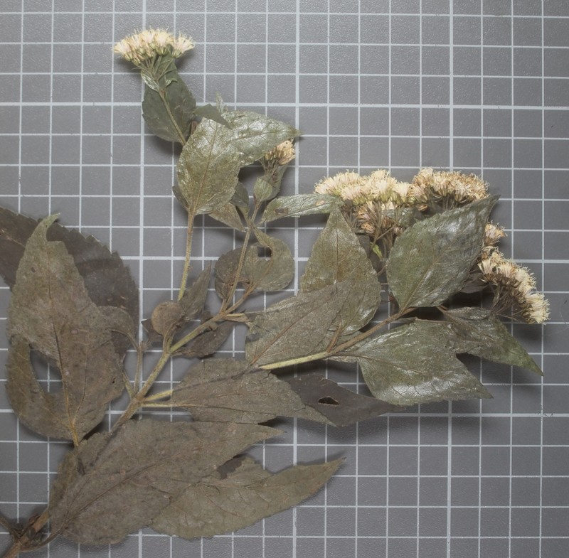 Ageratina rubricaulis photo 3