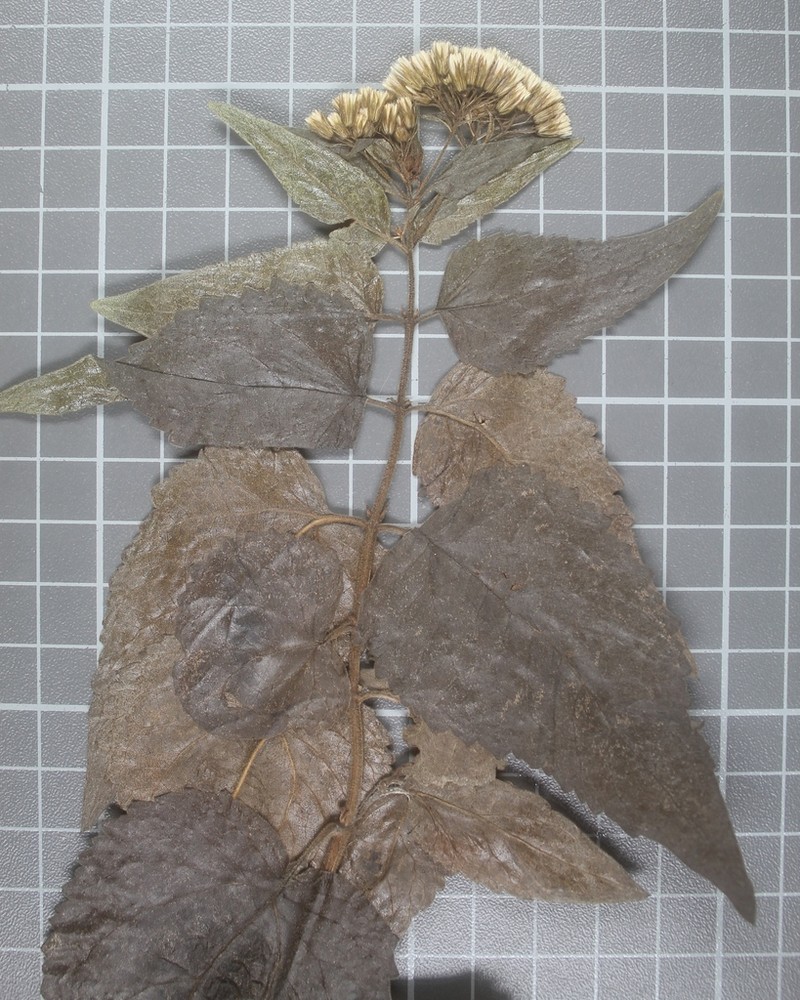 Ageratina rubricaulis photo 4