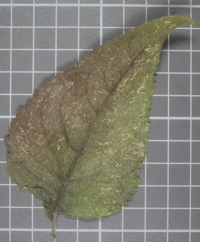 Ageratina rubricaulis photo 5