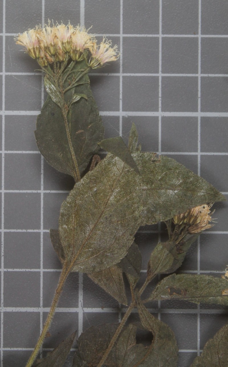 Ageratina rubricaulis photo 6