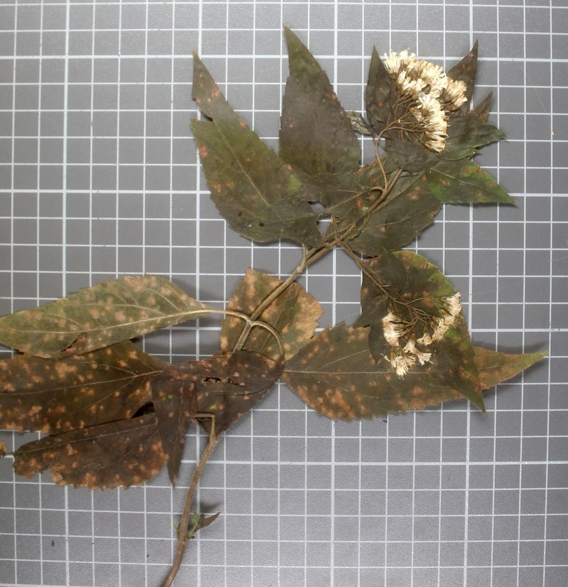 Ageratina rubricaulis photo 7