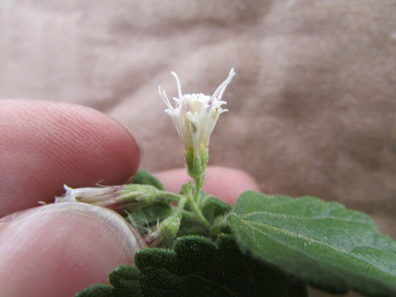 Ageratina rupicola photo 2
