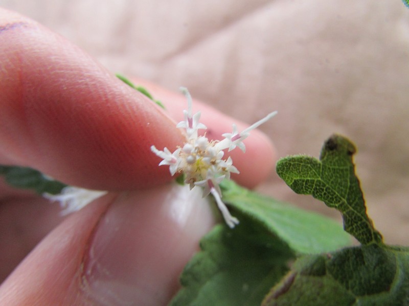 Ageratina rupicola photo 2