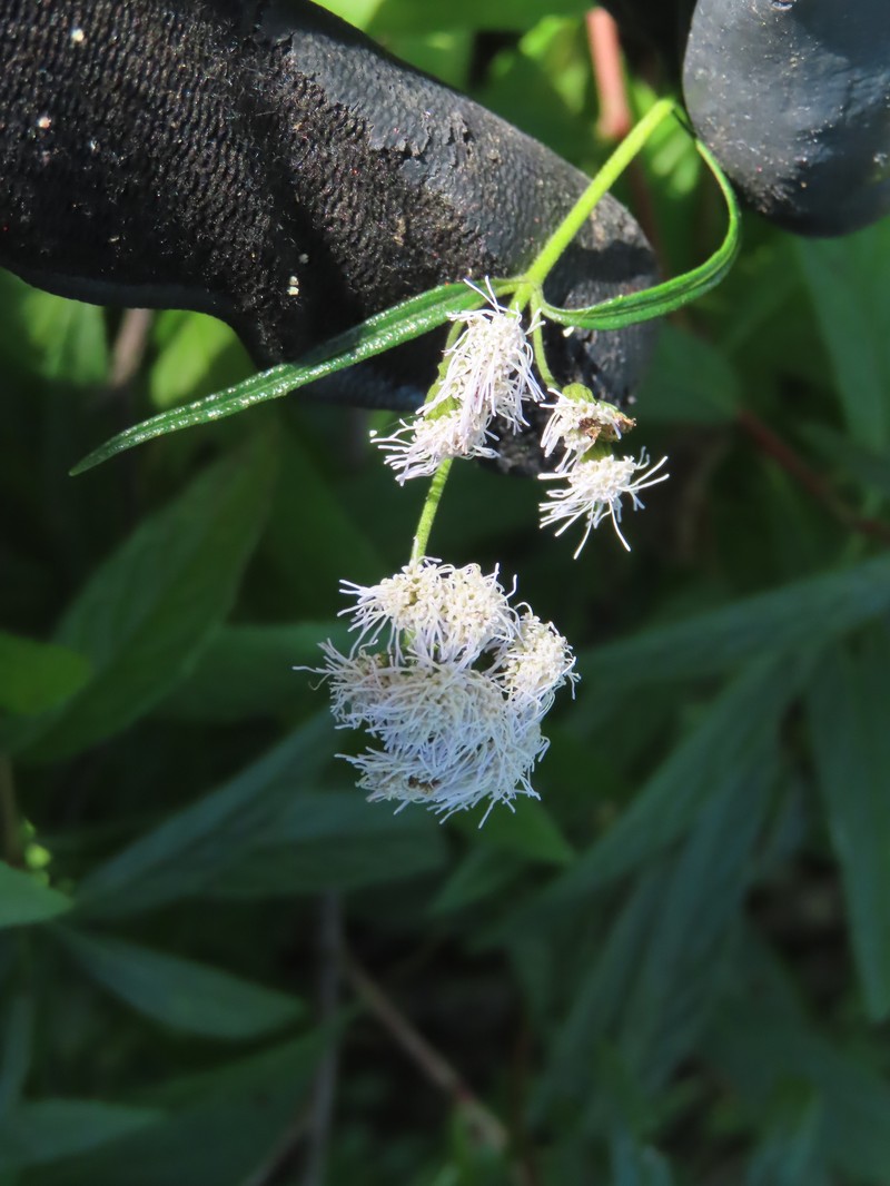 Ageratina salicifolia photo 2