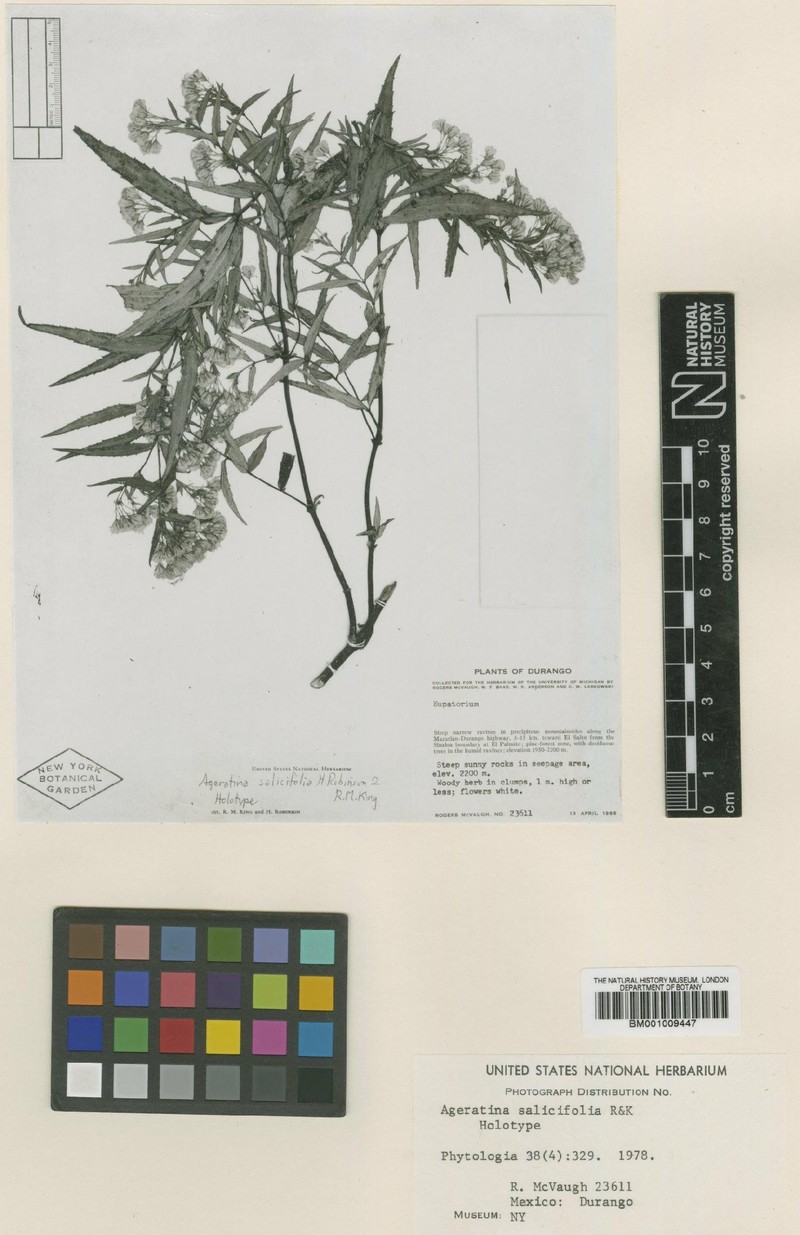 Ageratina salicifolia photo 3