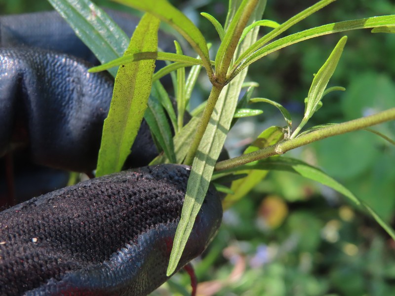 Ageratina salicifolia photo 2