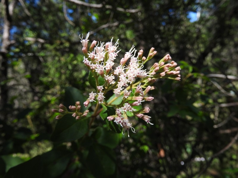 Ageratina saltillensis