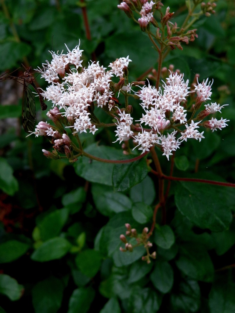 Ageratina saltillensis photo 2