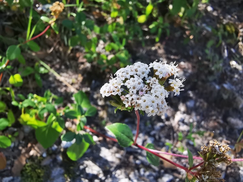Ageratina saltillensis photo 3