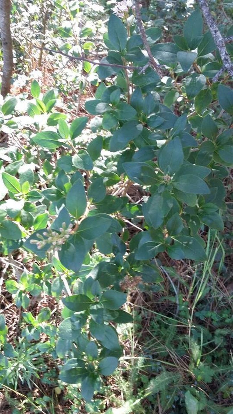 Ageratina saltillensis photo 4
