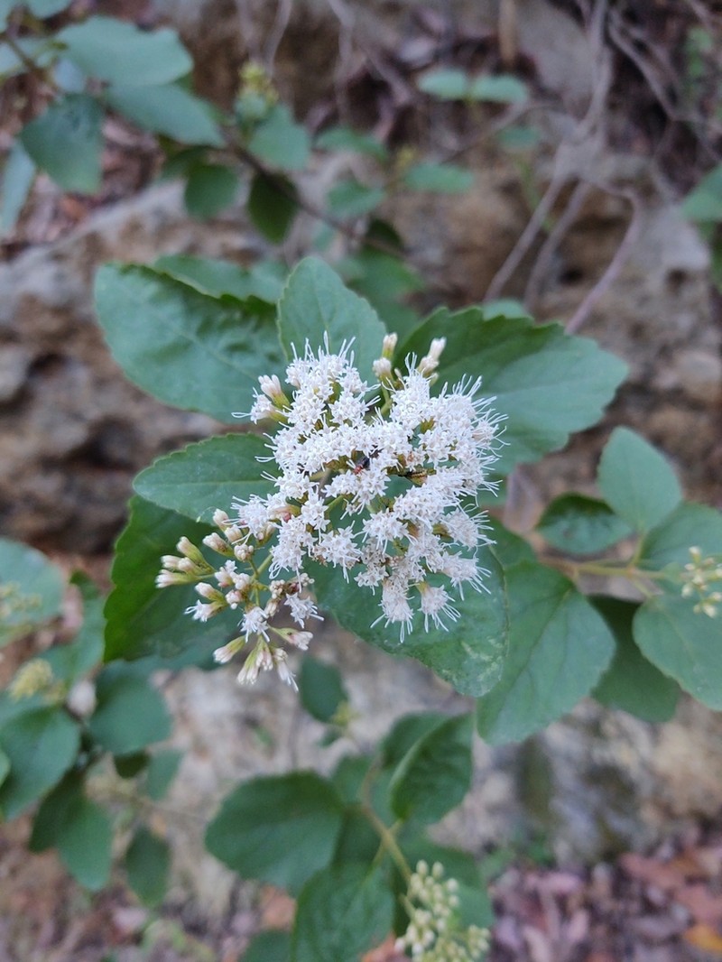 Ageratina saltillensis photo 5