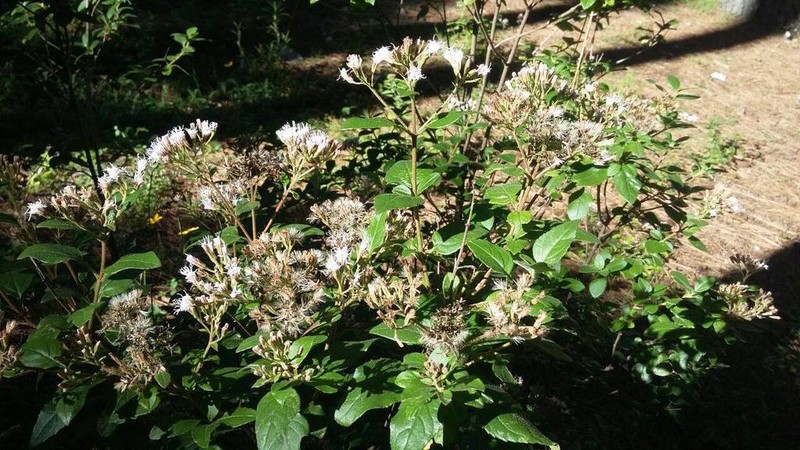 Ageratina saltillensis photo 6