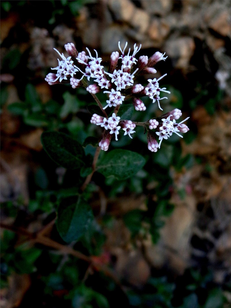 Ageratina saltillensis photo 7