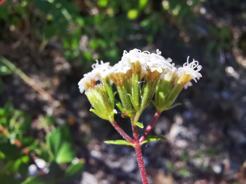 Ageratina saltillensis photo 8