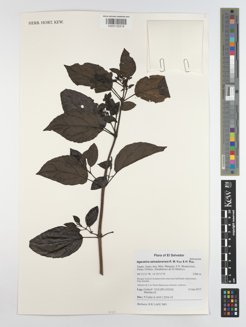 Ageratina salvadorensis photo 3