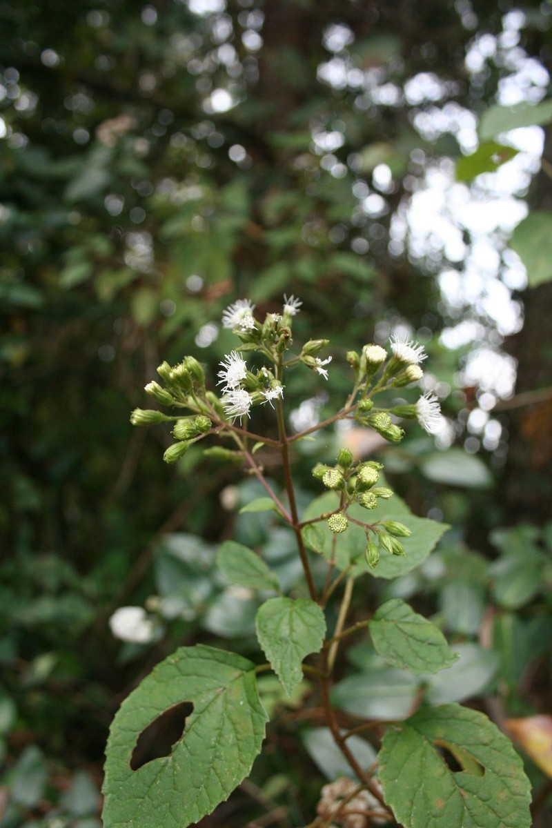 Ageratina salvadorensis