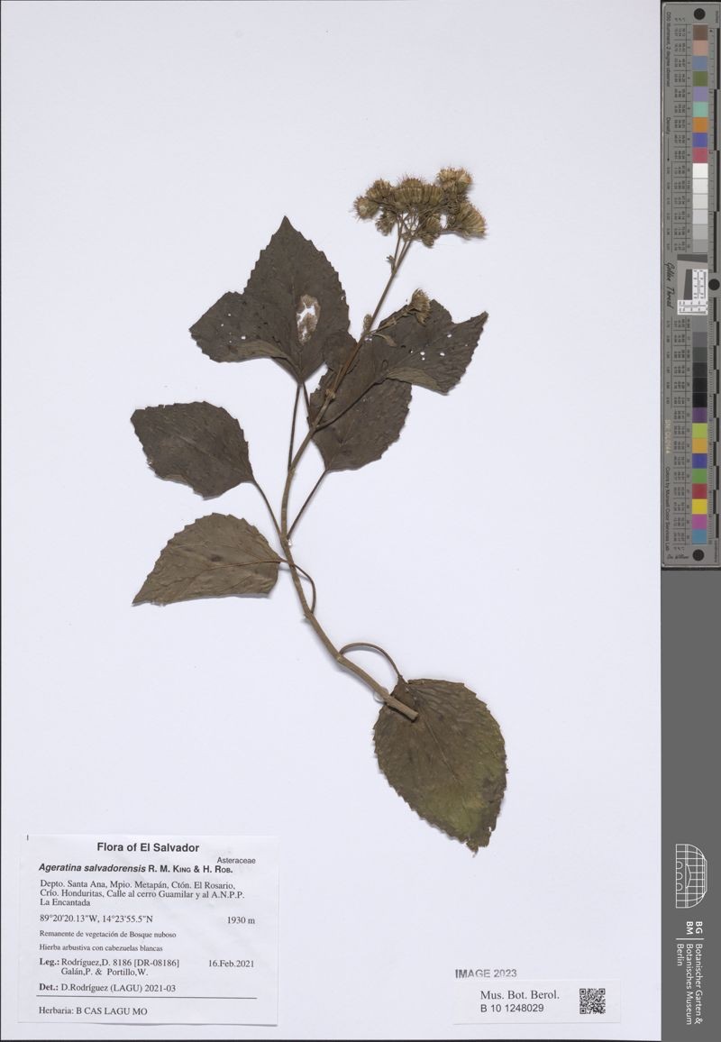 Ageratina salvadorensis photo 2