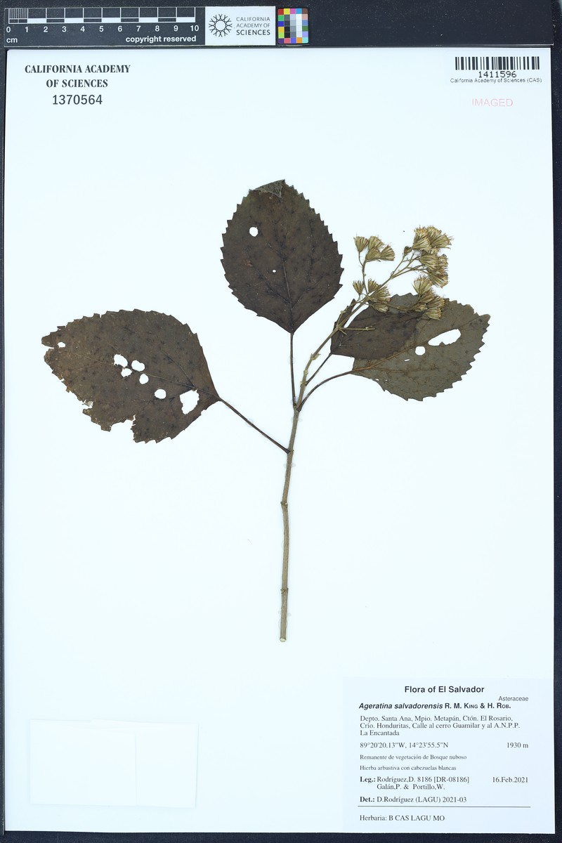 Ageratina salvadorensis photo 3