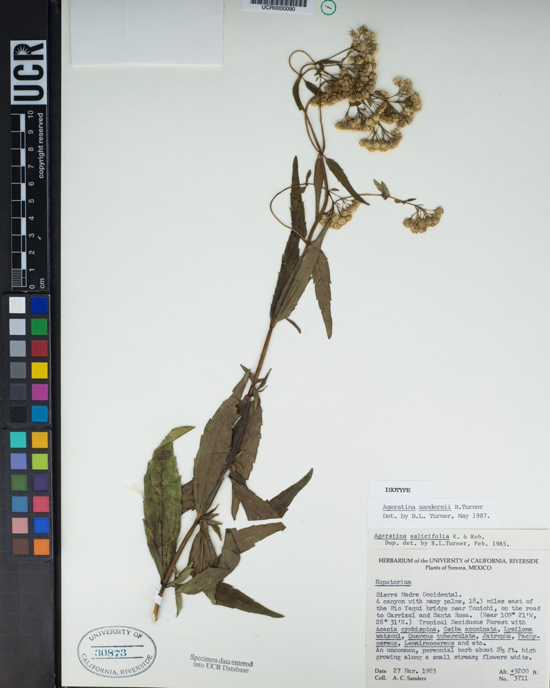 Ageratina sandersii