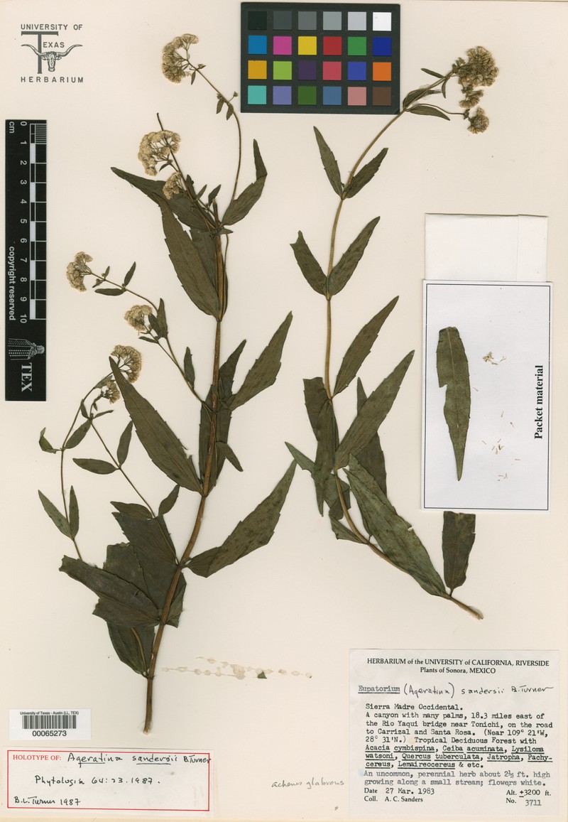 Ageratina sandersii photo 2