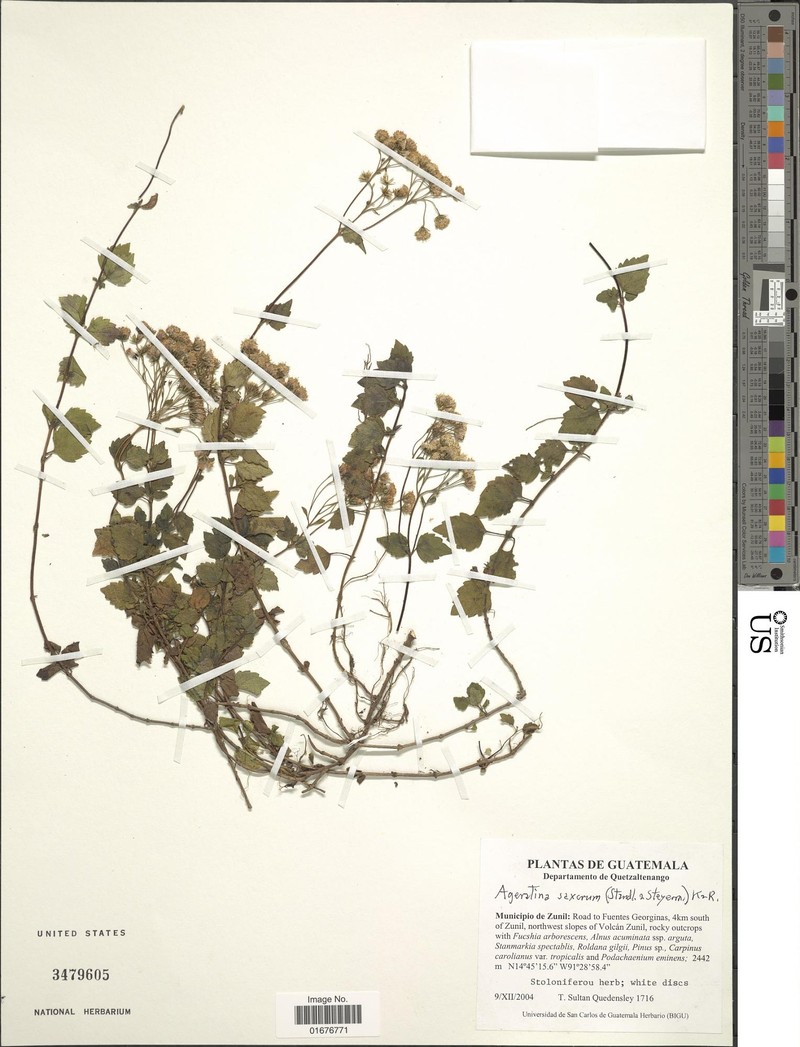 Ageratina saxorum