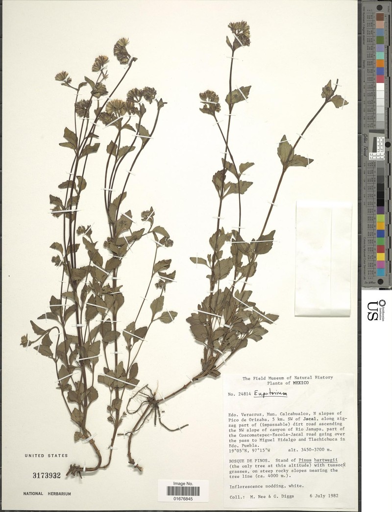 Ageratina schaffneri