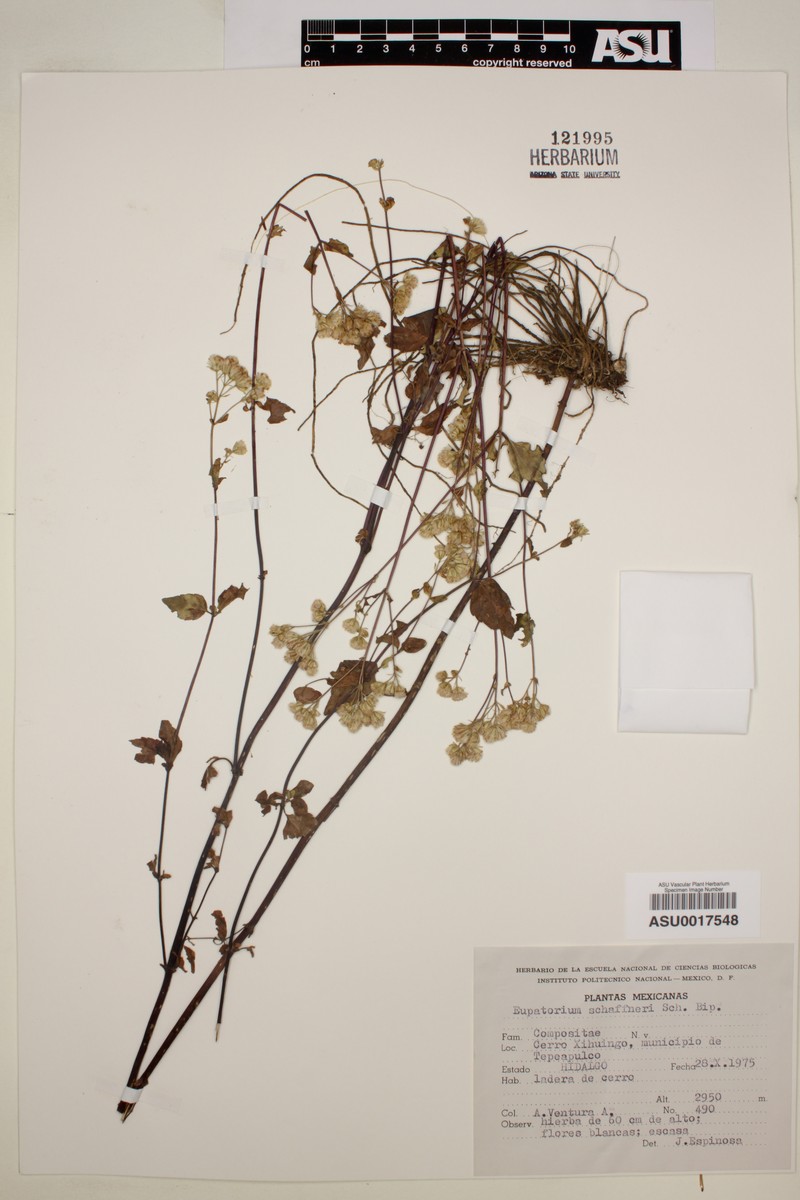 Ageratina schaffneri photo 2
