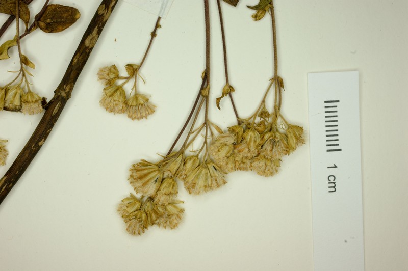 Ageratina schaffneri