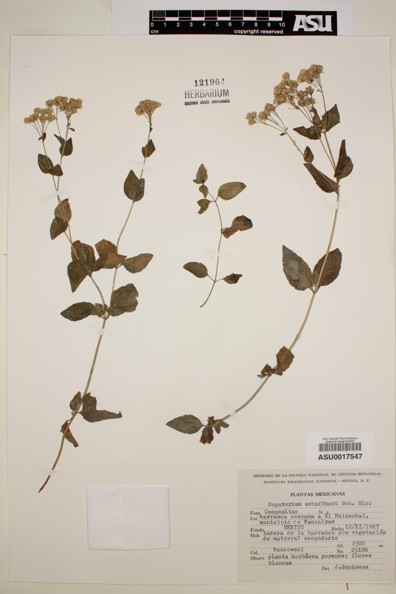 Ageratina schaffneri photo 2