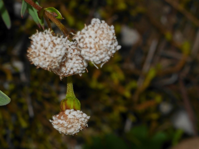 Ageratina scopulorum