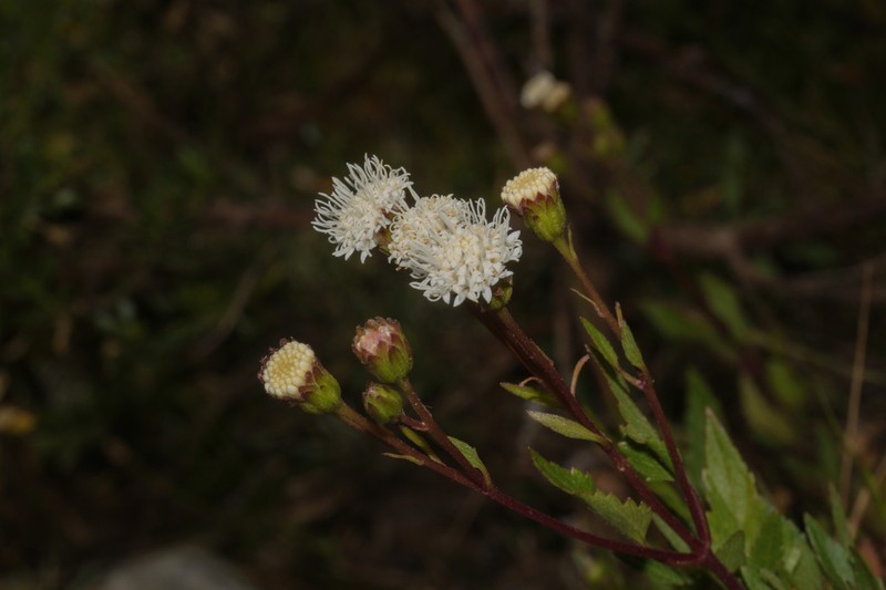 Ageratina scopulorum photo 2