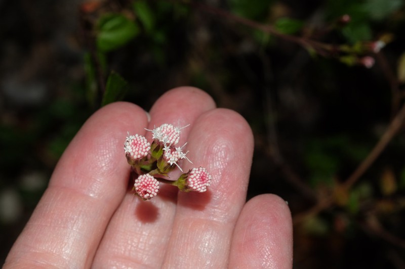 Ageratina scopulorum photo 3