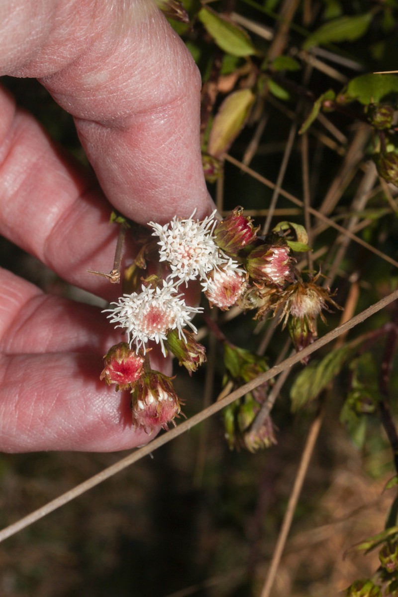 Ageratina scopulorum photo 4
