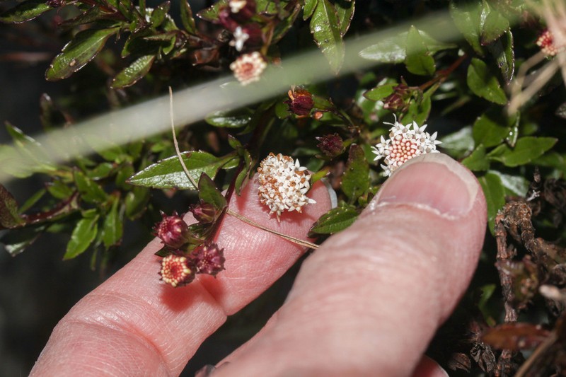 Ageratina scopulorum photo 6