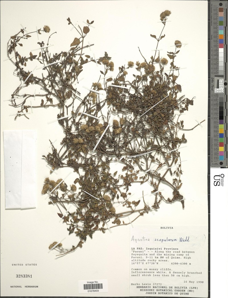 Ageratina scopulorum photo 7