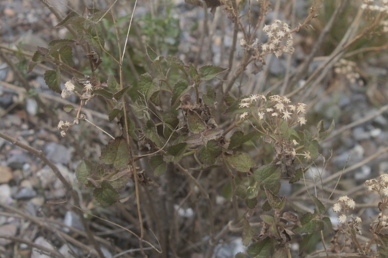 Ageratina scorodonioides