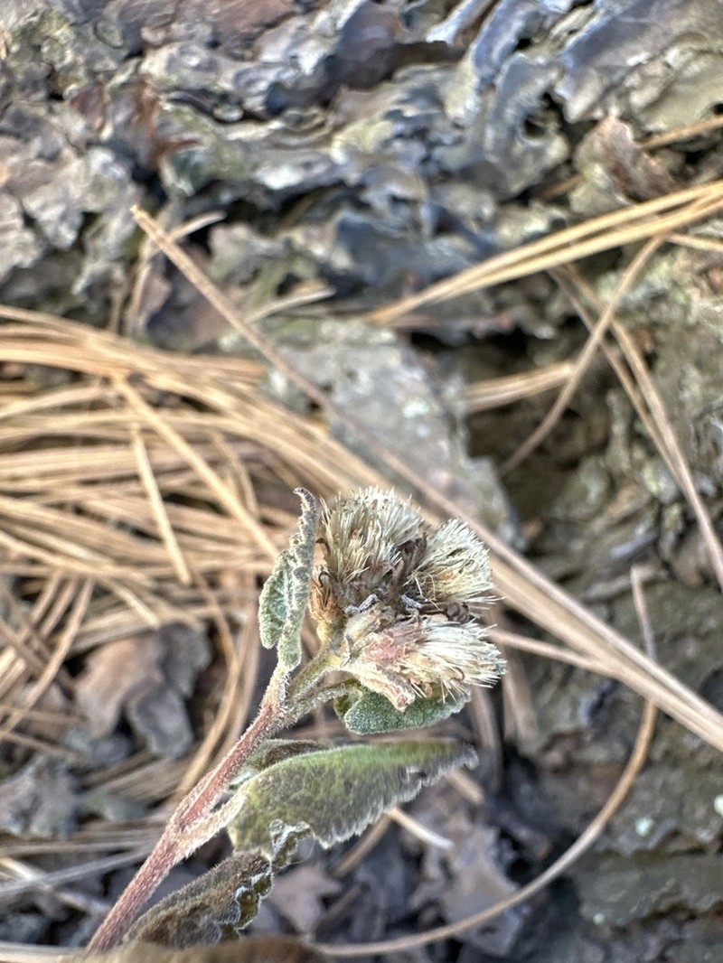 Ageratina scorodonioides photo 2