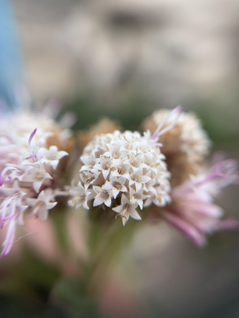 Ageratina scorodonioides photo 3