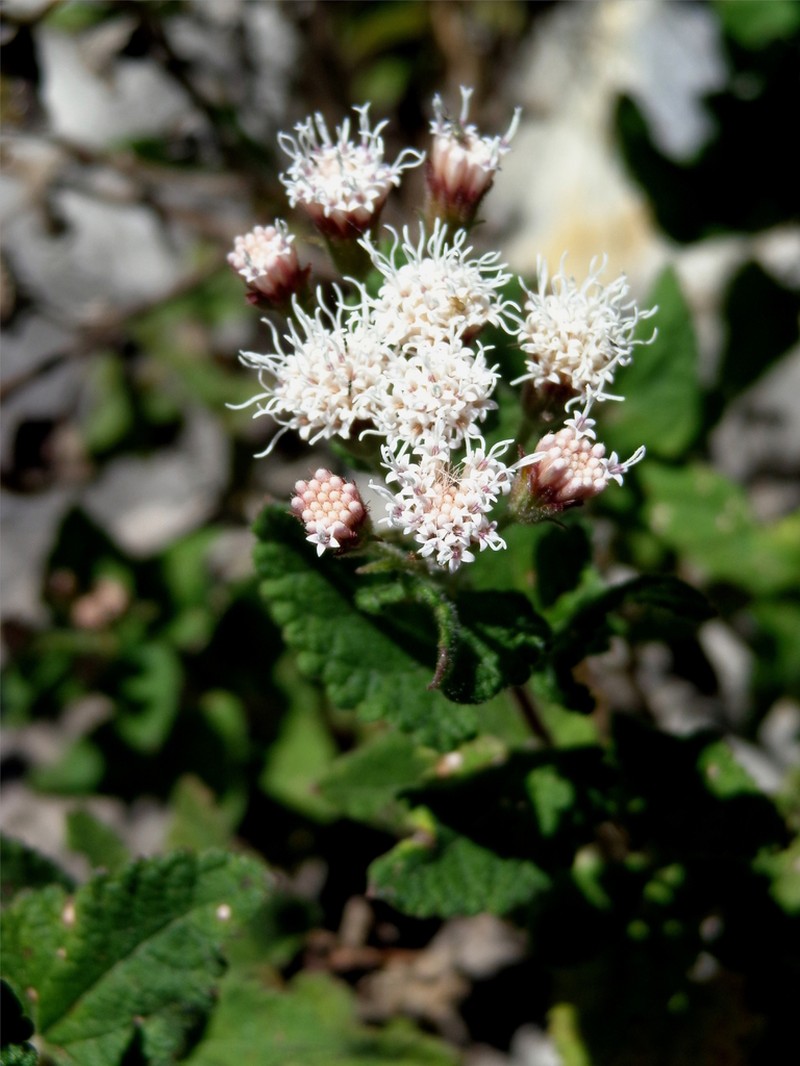 Ageratina scorodonioides photo 4