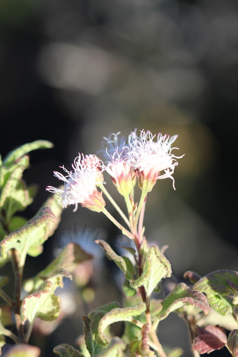 Ageratina scorodonioides photo 5