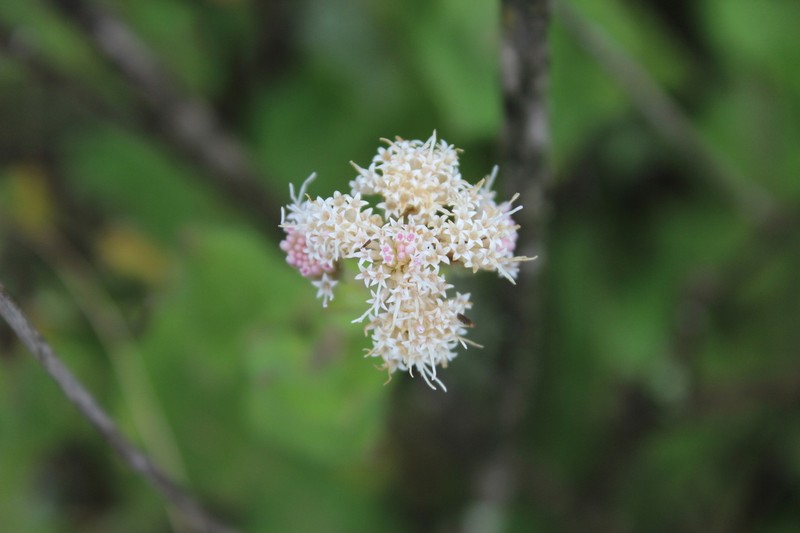 Ageratina scorodonioides photo 6